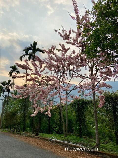 泰國櫻花