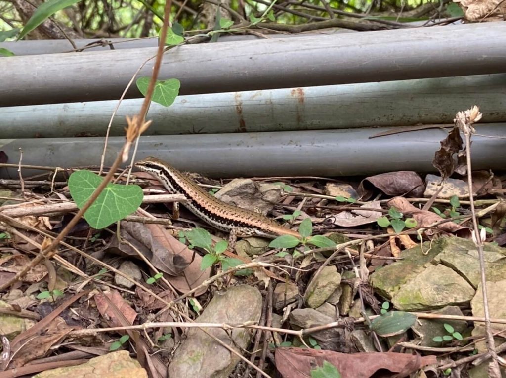 笠頂山登山步道